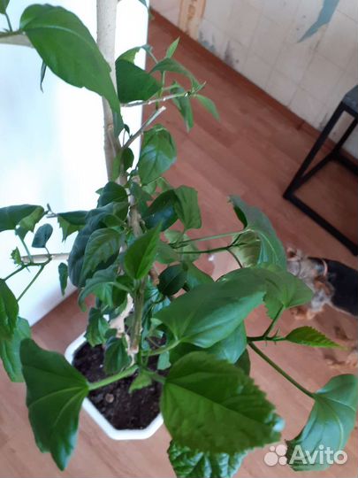 Гибискус или китайская роза