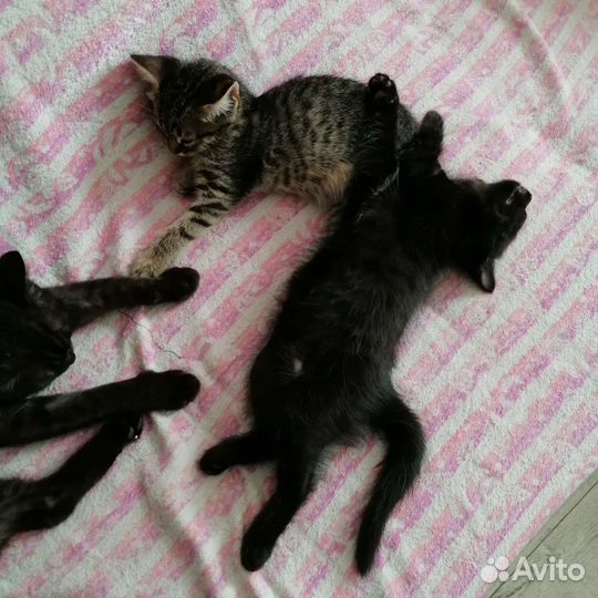 Котята в добрые руки