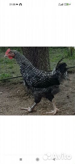 Продам петуха