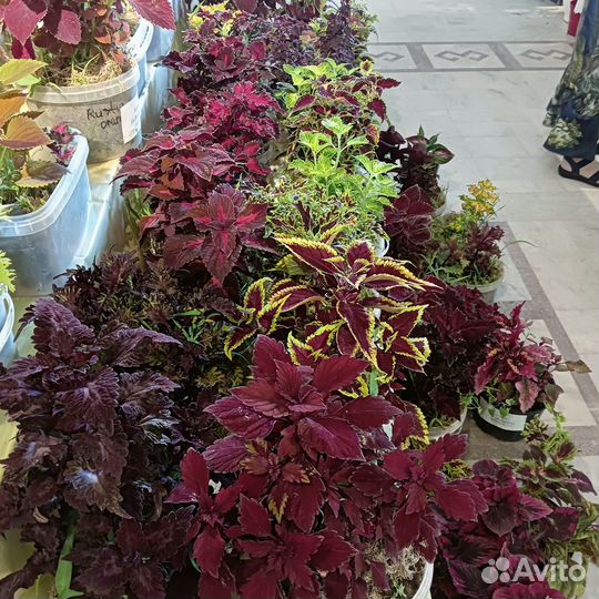 Цветы (Колеусы)