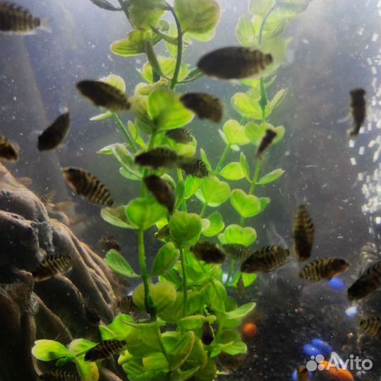 Аквариумные рыбки отдам
