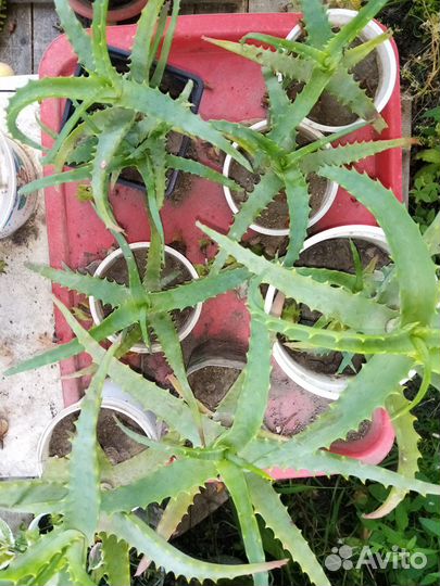 Продаю цветок Амариллис