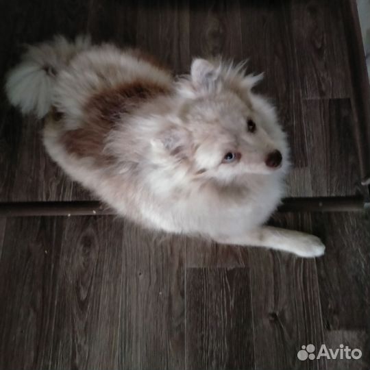 Собака в добрые руки отдам бесплатно