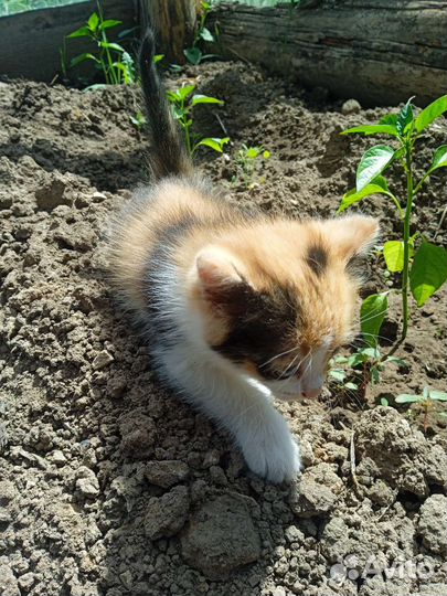 Кошечка в добрые руки