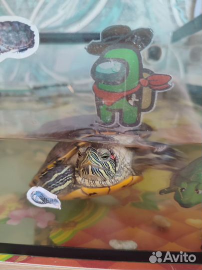 Отдам черепаху с аквариумом