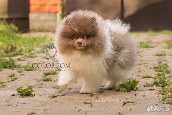 Померанский шпиц