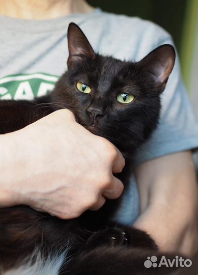 Кошечка ищет дом
