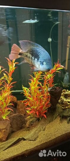 Вьеха гуттулатум (Vieja guttulatum)