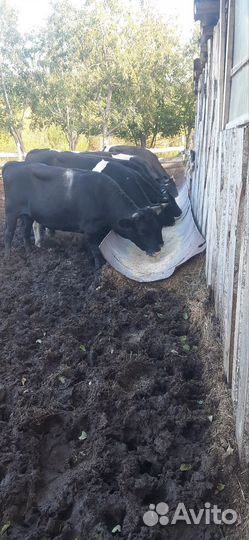 Быки на мясо