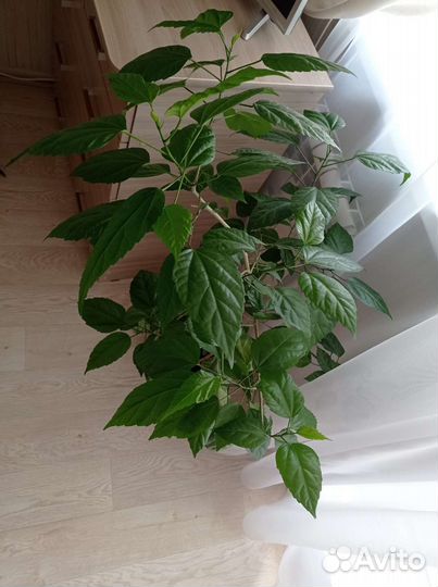 Роза китайская гибискус красная