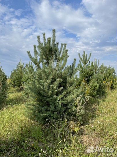 Саженцы Сосна обыкновенная Extra Pinus sylvestris