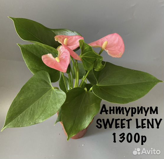 Антуриум sweet leny