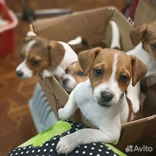 Щенки джек Рассел терьер