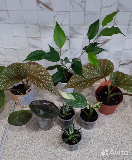 Комнатные цветы