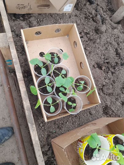 Рассада огурцов