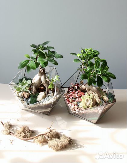 Флорариум Икосаэдр с бонсай