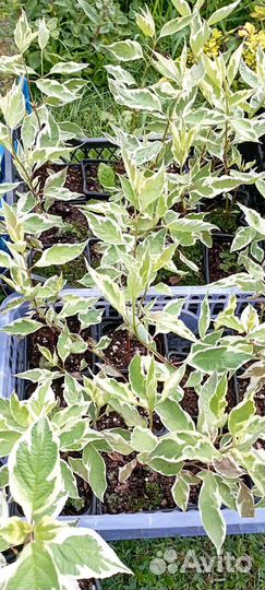 Саженцы дерен в ассортименте