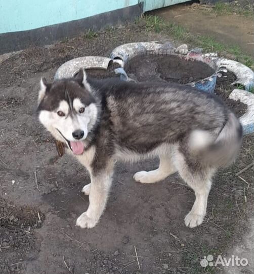 Отдам хаски в хорошие руки