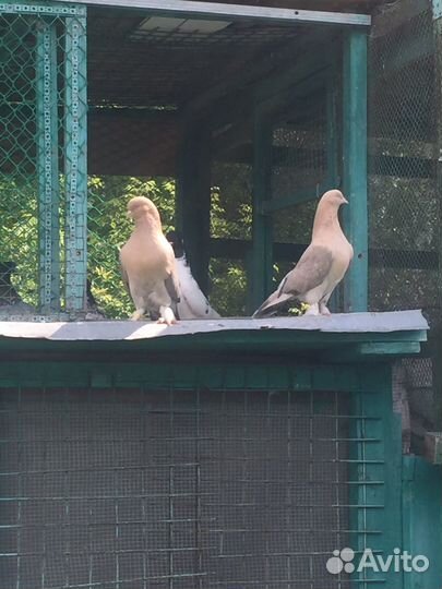 Продажа голубей