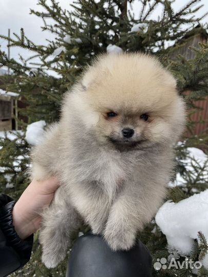 Померанский шпиц мини