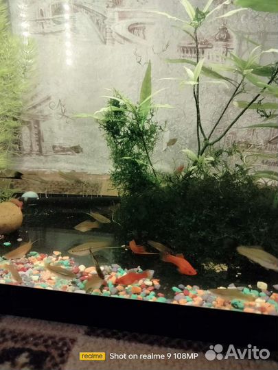 Аквариумные рыбки
