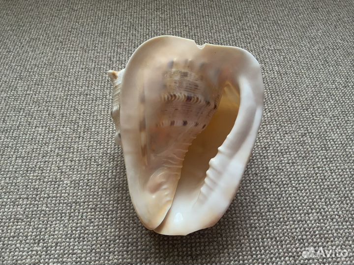 Большая морская раковина