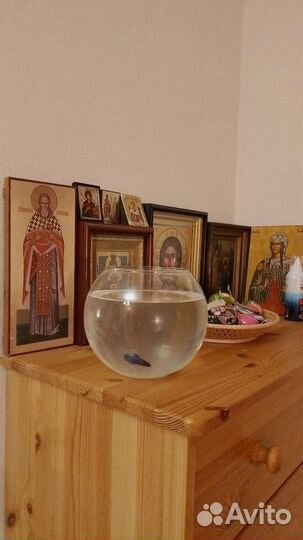 Рыбка петушок самка без аквариума