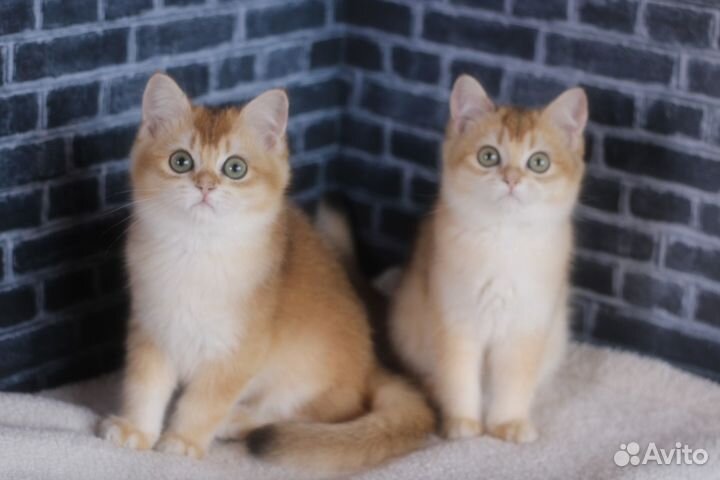 Котята ny12 4 mes