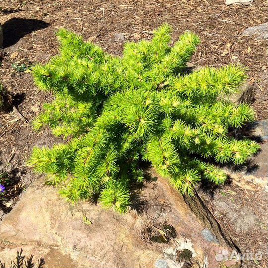 Лиственница низкорослая (подробности в описании)