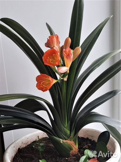 Комнатные цветы кливия