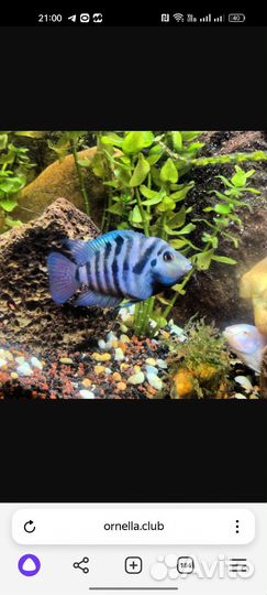 Попугаи сапфировые