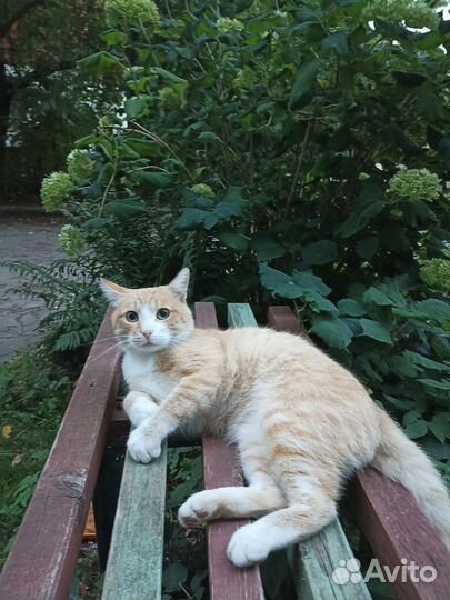 Котик бесплатно