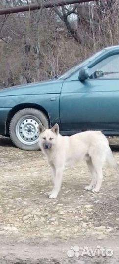 Щенок Г Е К Т О Р -отличный охранник,возраст 6мес