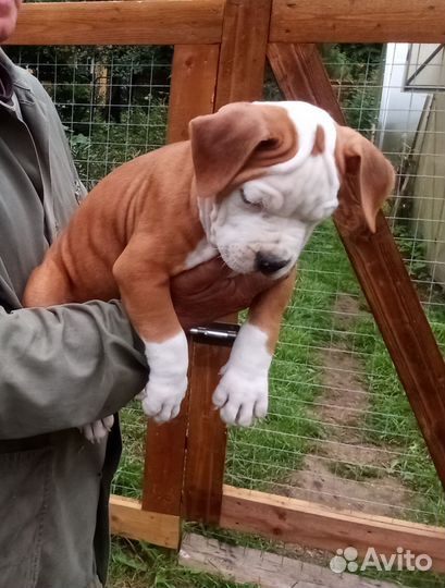 Американский стаффордширский терьер щенки