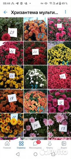 Хризантема мультифлора
