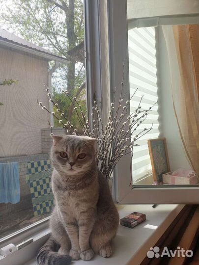 Котята британец+шотландец