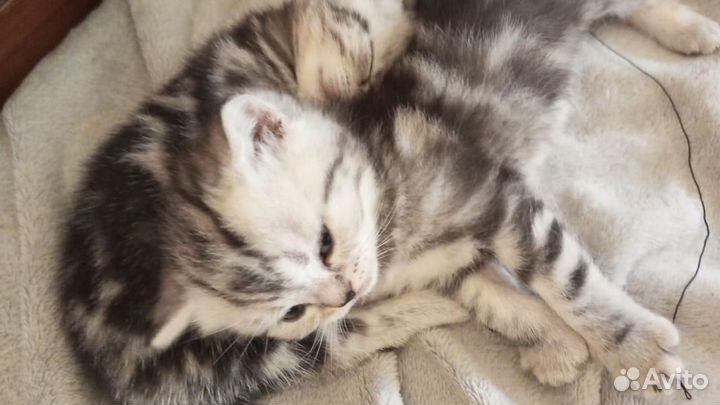 Котята британцы (вислоухие, прямоухие)