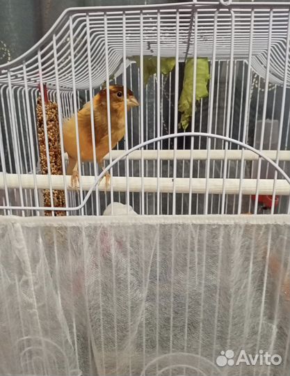 Поющая канарейка (кенар) с клеткой