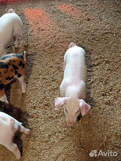 Поросята
