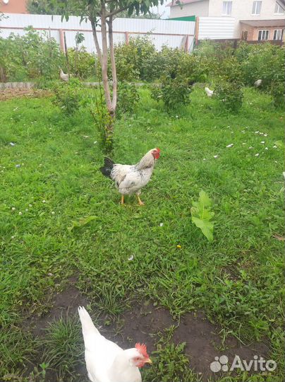 Продам петушков