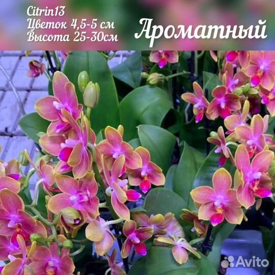 Подростки орхидей фаленопсисов