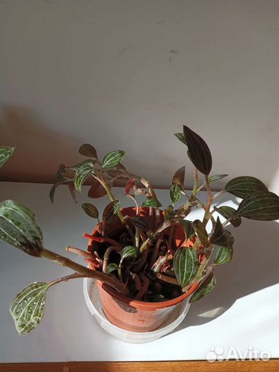 Спатифиллум.Лудизия.Алое