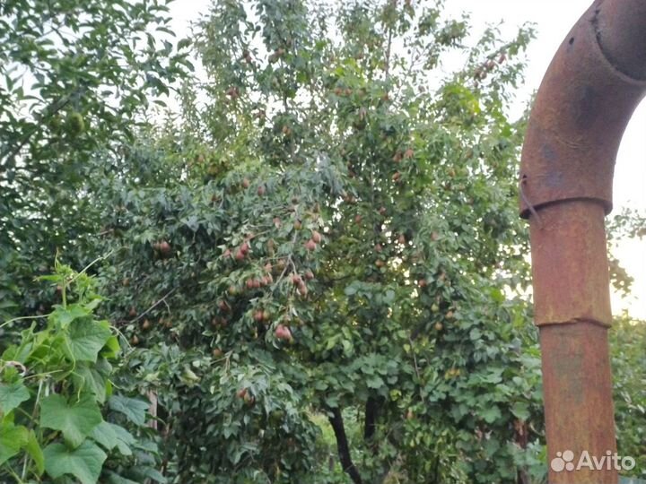 Продам груши