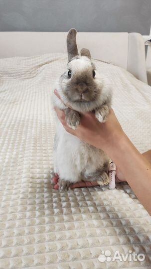 Декоративный кролик с клеткой