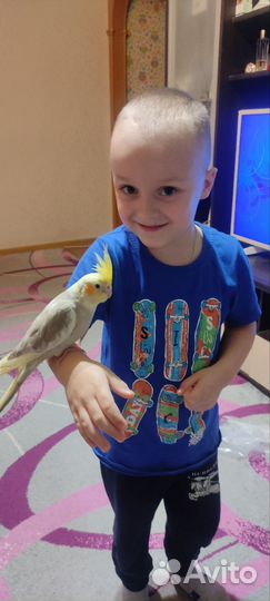 Попугай выкормыш карелла птенец