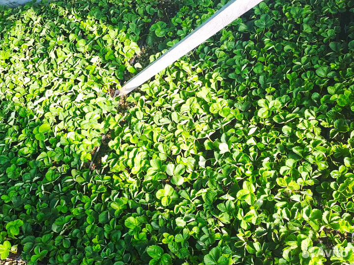 Рассада клубники. Элитные сорта оптом