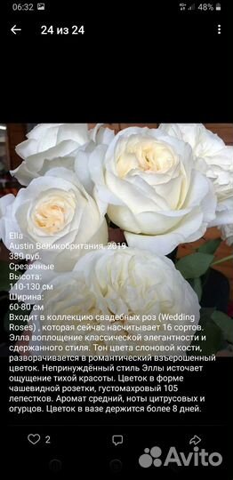 Английские розы