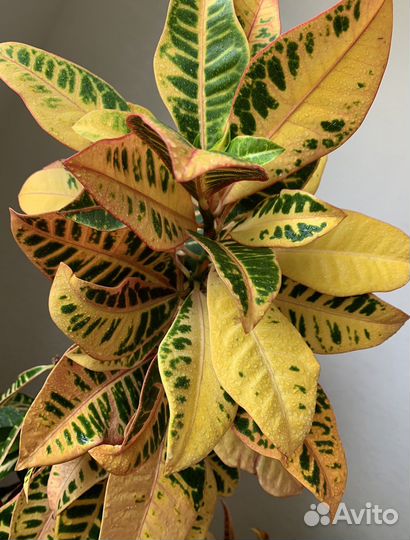 Кодиеум Кротон Петра(желтый) и (красный)