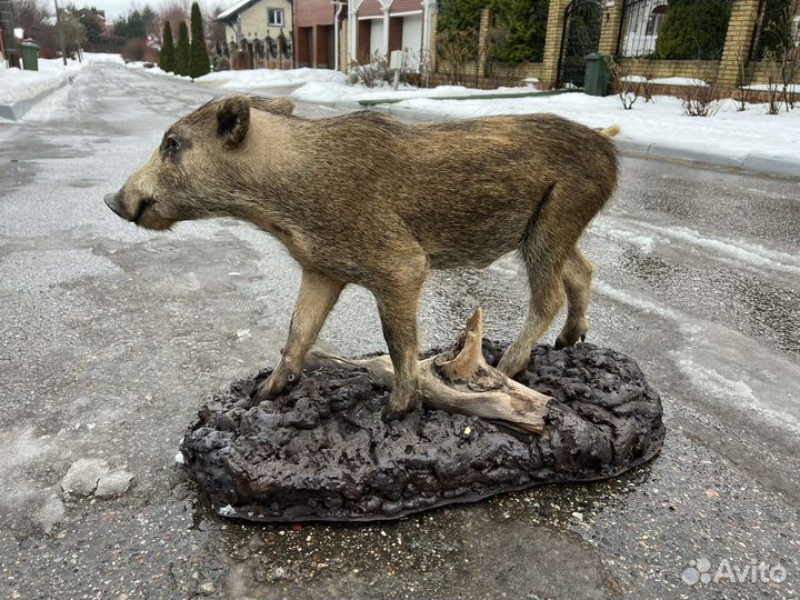 Чучело кабана