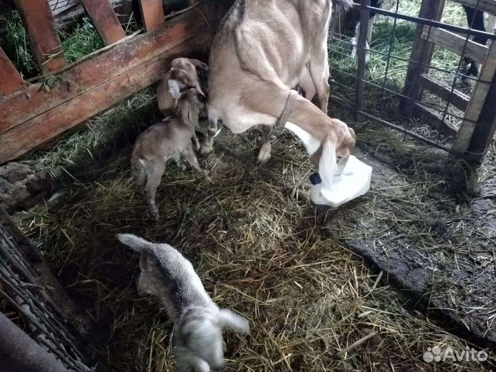Козочка нубийская